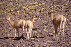 Vicunas 2006-11-07 006 